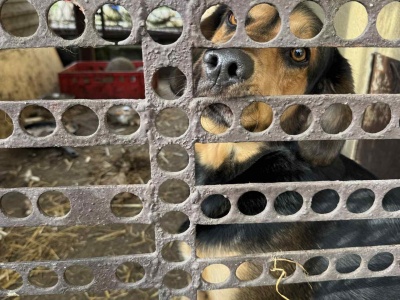 Pies zamknięty w brudnym kojcu. Interwencja na posesji sołtysa