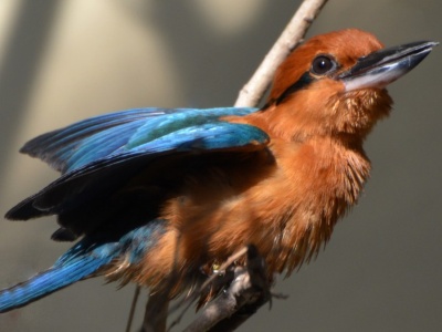 Ocalony gatunek. Wymarły na wolności ptak wraca na łono natury