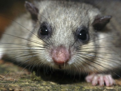 To największy śpioch w świecie zwierząt. Budzi się dopiero w maju