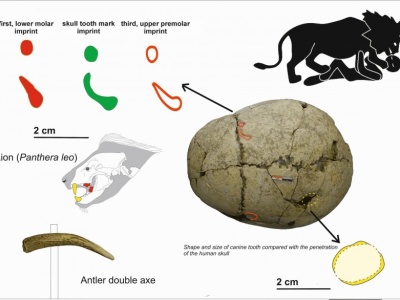 Tysiące lat temu mieszkaniec dzisiejszej Bułgarii przeżył atak lwa
