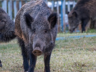 ASF niedaleko miejscowości Piotrków rozwija się. Służby potwierdzają nowe przypadki