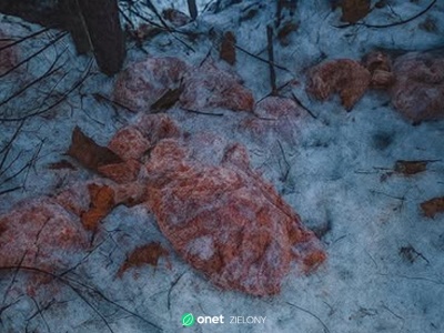 Ktoś wyrzucił 130 kg mięsa do potoku. Leśnicy mówią o 