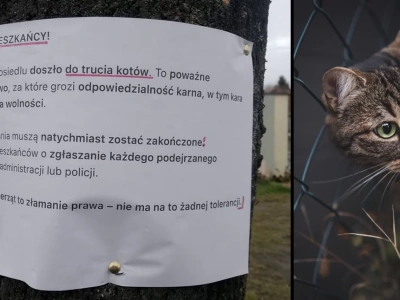 Jakiś sadysta truje koty na osiedlu w Zagrodnie