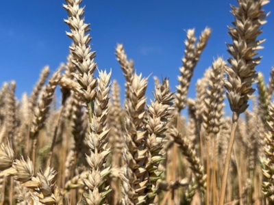 Mieszane notowania kontraktów zbożowych na światowych giełdach