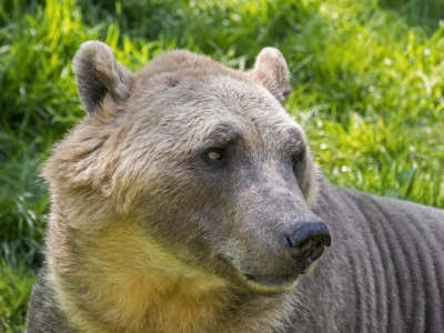 Są coraz częściej widywane w Arktyce. To nieprzewidywalna hybryda