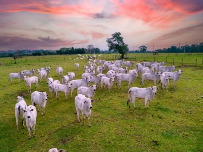 W Brazylii antybiotyki dla bydła kupuje się jak cukierki
