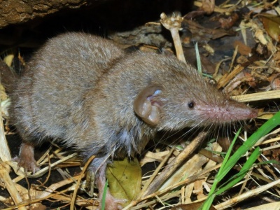 Spod szafy wychodzi coś o długim ryjku. To nie mysz. To jadowity drapieżnik