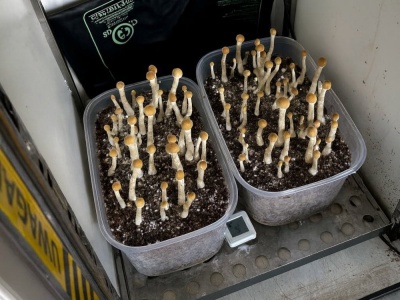 Zatrzymano mężczyznę z 6 kg narkotyków. Sukces policji