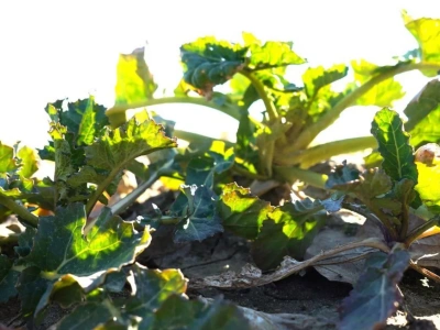 Zboża przetrwają mróz. Ocieplenie może je zniszczyć w kilka dni