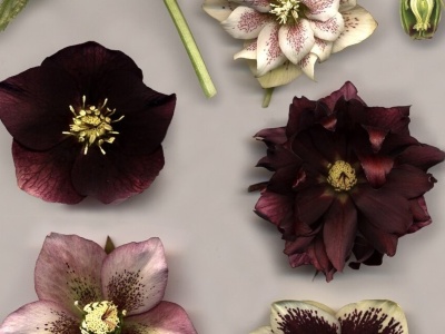 Modne kwiaty na Boże Narodzenie. Popularny czekoladowy ciemiernik