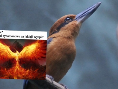 Udało się odtworzyć łowczyki cynamonowe, które były już uznane za gatunek wymarły w naturze