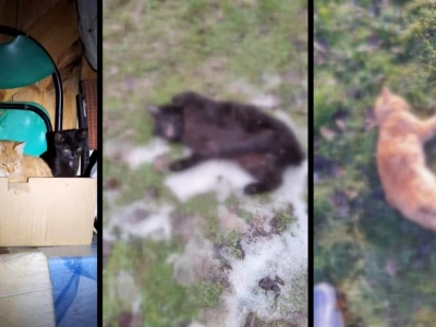 Truciciel kotów z Zagrodna igra także z ludzkim życiem (TYLKO DLA DOROSŁYCH)