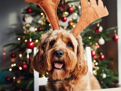 Orange przygotował się na święta. Mikołaj w tym roku szybciej przyniesie prezenty