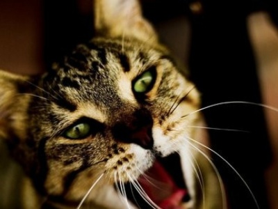 Jedna z największych tajemnic kotów odkryta. Do tych osób miauczą częściej