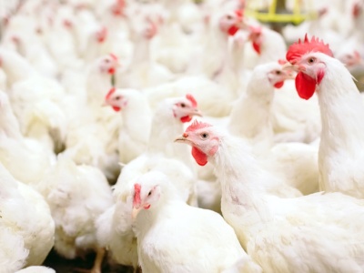Nowe przypadki rzekomego pomoru drobiu w Lubelskiem. Wojewoda reaguje