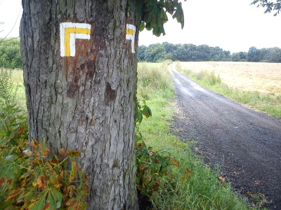 Nowe ścieżki w rezerwatach Morysin i Olszynka Grochowska
