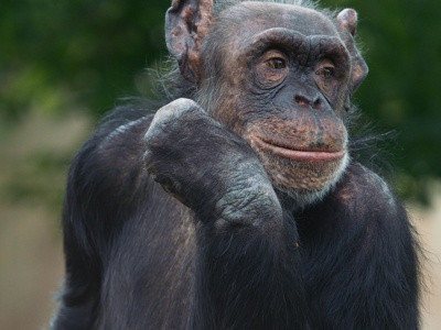 Zawołania szympansów mają szczególne znaczenie dla ludzkiego mózgu