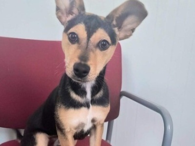 Edie potrzebuje operacji – trwa zbiórka na ratowanie życia psa ze schroniska