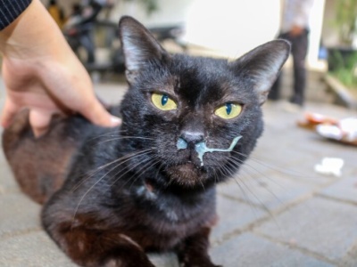 Ptasia grypa atakuje już psy i koty. Wirus niebezpiecznie ewoluuje!