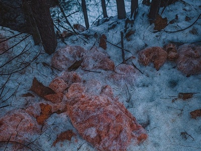 Odrażające odkrycie w polskim lesie. Zrzucił 130 kg ze skarpy do potoku