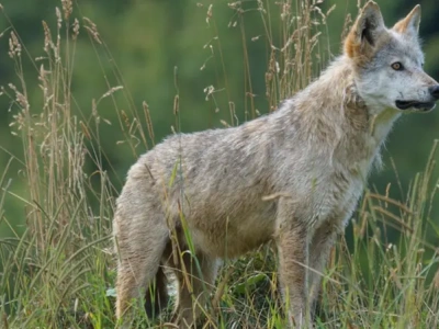 Wilki w Polsce: Czy ich liczba wymknęła się spod kontroli?