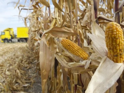 Ceny kukurydzy rosną. Sprawdź, gdzie skupy płacą najwięcej