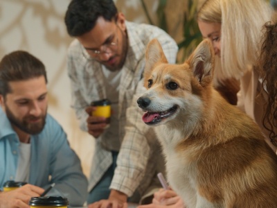 Pupil na fakturę. Zwierzęta w kosztach działalności to wcale nie rzadkość. „U mnie w firmie pies jest zgłoszony jako stróż”