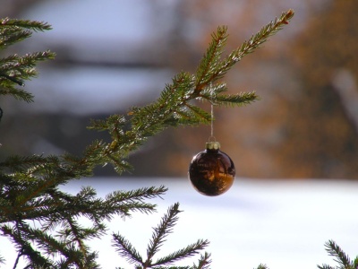 Piknik świąteczny w Bronowicach. Mieszkańcy posadzą drzewko i ozdobią choinkę