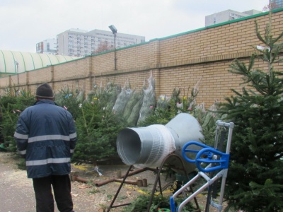 Tam kupisz choinkę nawet za 35 zł. Leśnicy rozpoczynają sprzedaż