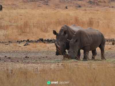 Prawie 8 tys. gatunków zwierząt zagrożonych wyginięciem. Naukowcy alarmują