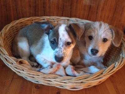 Uratowane z klatki na targowisku. Fiki i Miki szukają kochającego domu