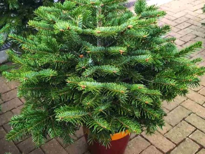 Największy błąd po zakupie żywej choinki. Sypie się już na drugi dzień