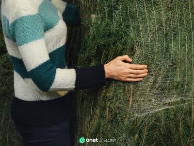 To najlepsza alternatywa dla choinki. Postoi dłużej i nie gubi igieł