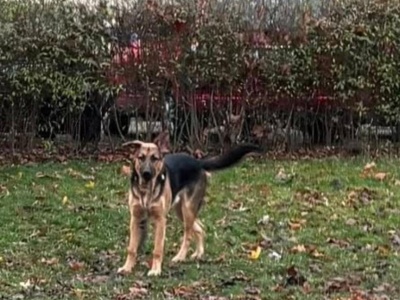 Pies przy placu zabaw na Grochowie skakał na dziecko. 