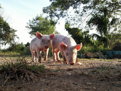 Największa wolnowybiegowa ferma świń wystawiona na sprzedaż. Jaka cena?