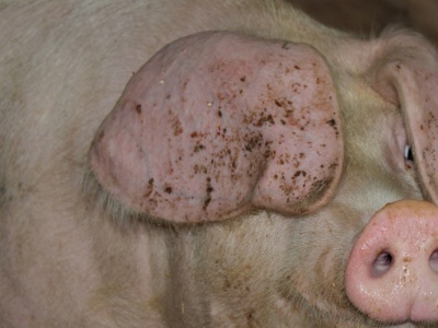 Aktywiści włamali się do chlewni i wypuścili 80 świń. Rolnicy winią telewizję