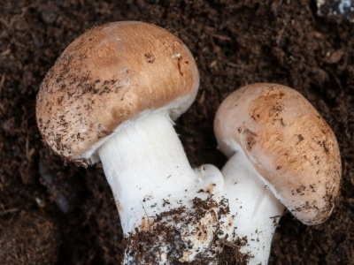 Popularne grzyby mogą być bombą witaminową. Wystarczy prosty trik