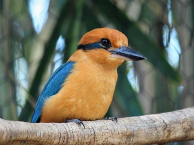 Kolejny ocalony gatunek. Wymarły na wolności ptak wraca na łono natury