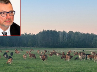 Produkcja bydła mięsnego w Polsce ma wielkie możliwości