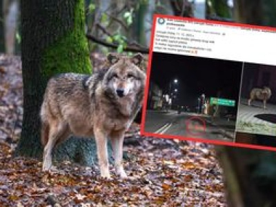 Wilk zagryzł jelenia na środku ulicy. Burmistrz: jesteśmy bezsilni