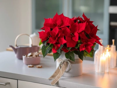 Pielęgnacja gwiazdy betlejemskiej jest bardzo prosta. Zrób to, a nie zrzuci ani jednego liścia