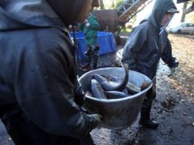 Hodują karpie od 800 lat. Mówią, jakich ryb szukają dzisiaj Polacy