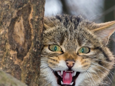 Rzadki drapieżnik wrócił w Sudety. Łatwo pomylić go z domowym kotem