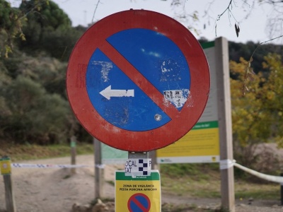 Hiszpania. Pierwsze przypadki pomoru świń od 30 lat. Rolnicy biją na alarm