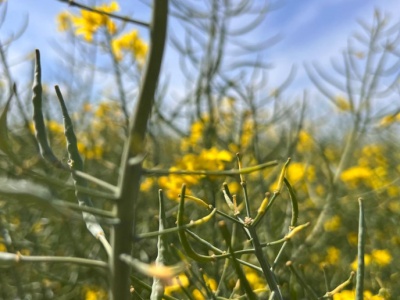 Odreagowanie spadków cen oleistych na światowych giełdach