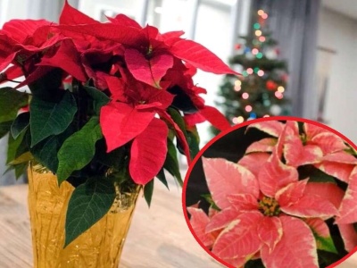 Kwiaty poinsecji straciły kolor? Po tej odżywce będą bajecznie czerwone