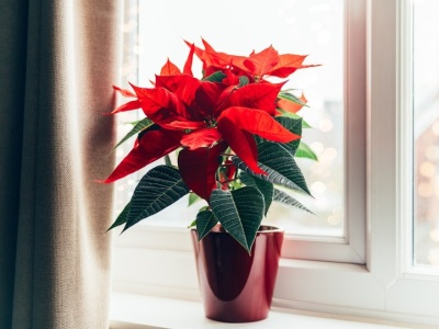 Podlewaj tym kapryśną gwiazdę betlejemską. Szybko sobie podziękujesz