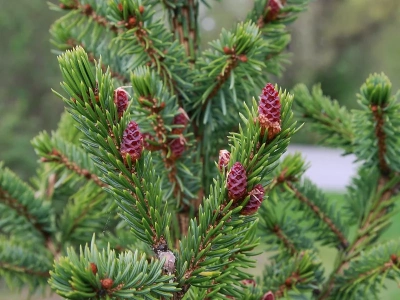 Zasadź go zamiast tui, a zobaczysz różnicę. Ten iglak tworzy żywopłot nie do przebicia