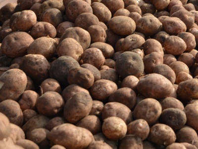 Uprawa ziemniaka na zakręcie. Rekordowe zbiory, katastrofalne ceny i niepewny 2026 rok