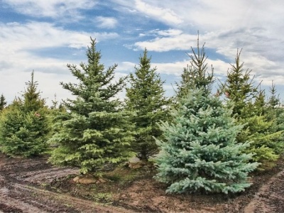 Przyrodnicy ostrzegają. Inwazyjna mszyca może pojawić się na choince